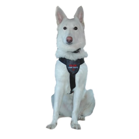 Avis ceinture de sécurité pour trajets en voiture