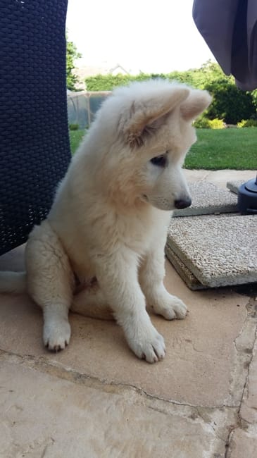 Je vous présente Thaïs, femelle berger Blanc Suisse de 11 semaines