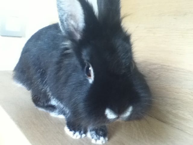 Je voudrais savoir la race de mon lapin