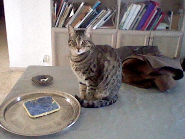 De qul type de race est mon chat