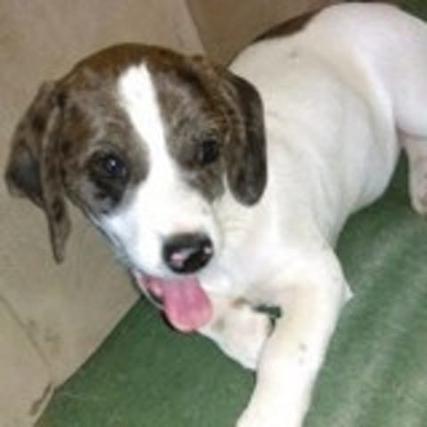 à quel race appartient mon chien ?