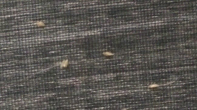 est-ce que c'est des puces ?