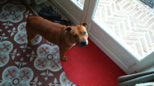 Mon staffie inscrit au lof de 6 mois pèsent 16 kg500 peut il être confirmer au lof