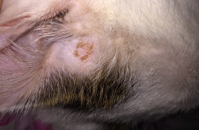 Marque sur oreille du cha