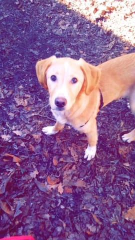 Quelle taille adulte pour mon labrador/braque de weimar?
