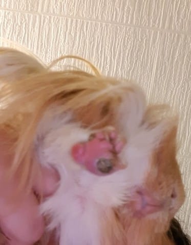 Pododermatite cochon d'inde
