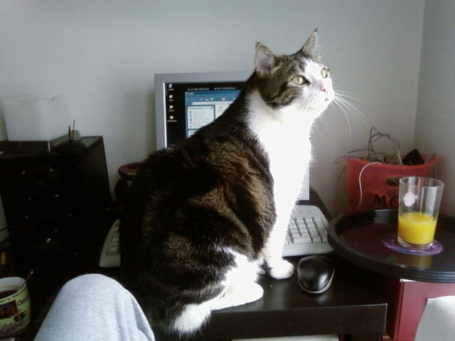 chat diabetique nourri naturellement