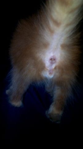 Savoir le sex de mon chaton