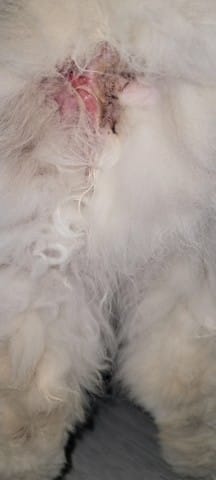 Photo chat a quoi svp