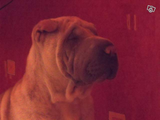 urgence pour adoption char peï dans le nord-pas -de -calais