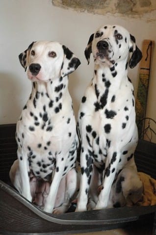 annonce urgence pour adoption couple dalmatiens