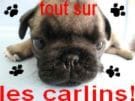 Annonce douteuse pour don de chien