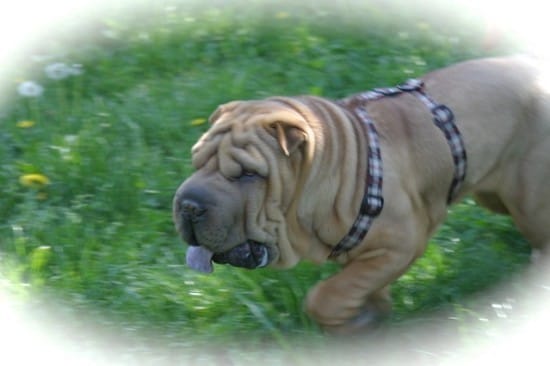 adoption shar peÎ