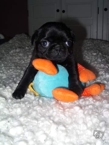 halte au troc d'animaux svp!!!!!!!!