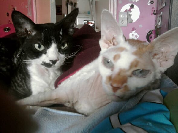 solution pour mes chats qui ont besoin de s'aérer!