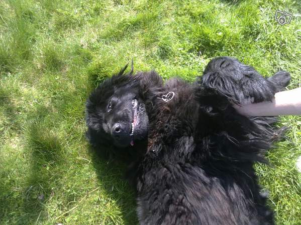 jolie terre  neuve à adopter urgent!