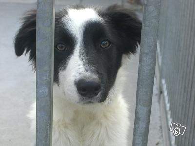 border collie 1 an à adopter