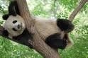 sanctuaires pour la préservation des pandas:)