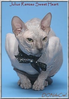 Degriffage du chat