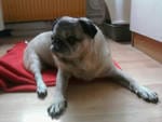 vitamines et compléments alimentaires pour chiens âgés