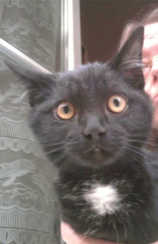 Urgent cherche famille pour chat 6 mois nord pas de calais