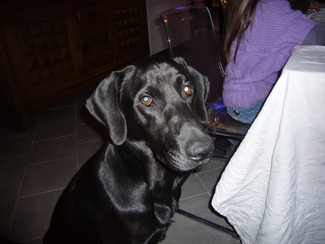 donnez la chance à ce jeune labrador