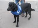 que devient le chien guide aveugle?