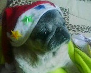 Photos de vos animaux le jour de noel