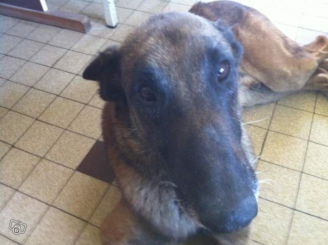 Qui voudrait adopter ce joli Malinois de 8 ans?