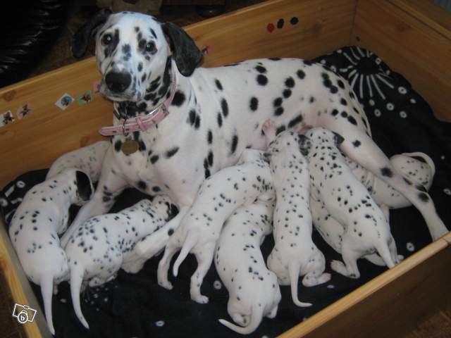 photos de famille d'animaux