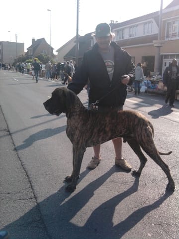 rencontre avec un dogue allemand :)