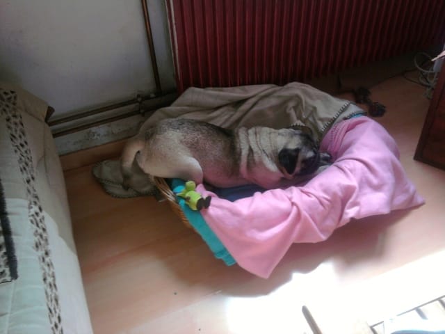 Votre chien avec son nonosse :)