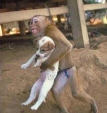 Un singe sauve la vie d'un chiot