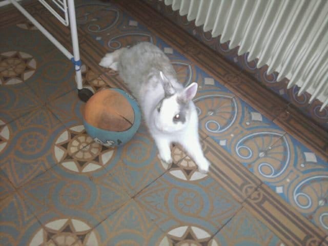Lapinou  , ce lapin trop rigolo