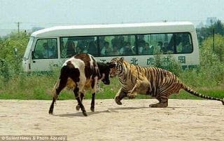 safari en chine à vomir !