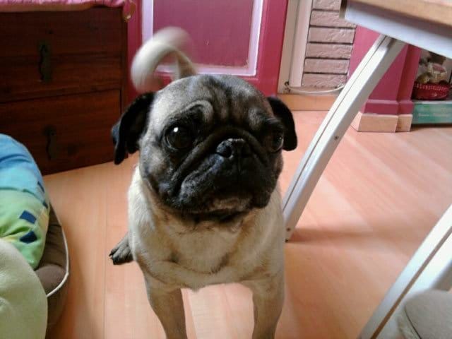 chien renifleur de billet lol