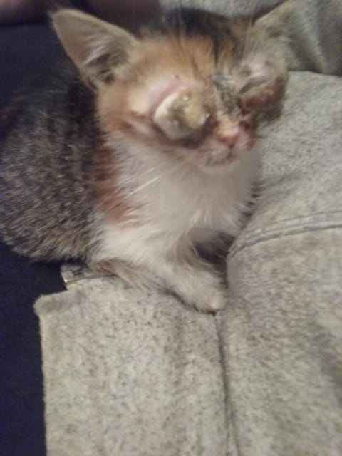 Grosseur aux yeux