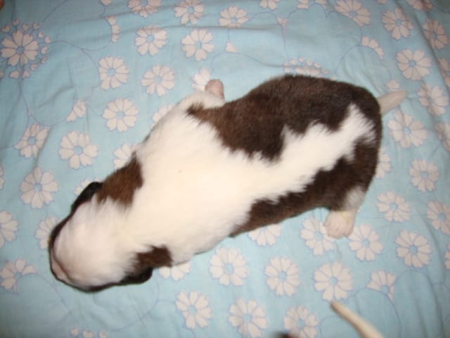 petit bébé deviendra gros...