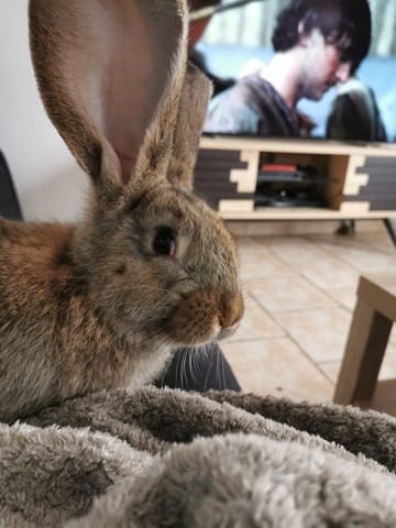 Géant des Flandres yeux