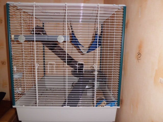 allergique au rat