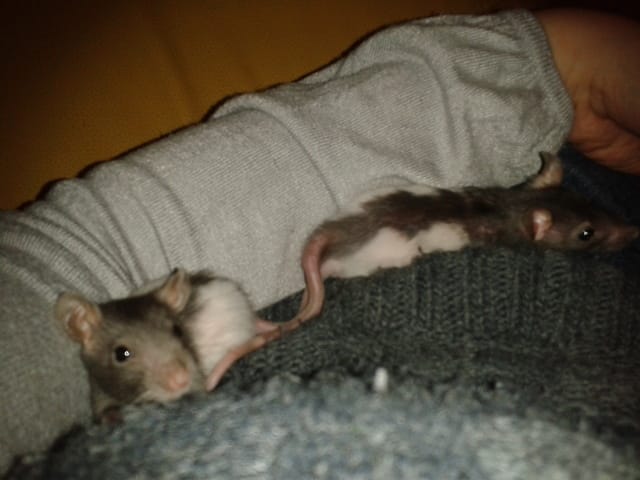 Donne bébés rats hooded noir et blanc