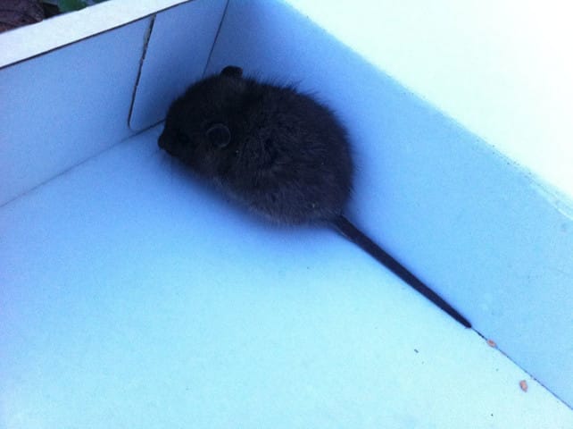 Ai-je trouvé un rat ou une gerbille ?