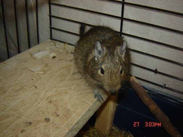 comment faire pour que mon octodon ce laisse attrapé?