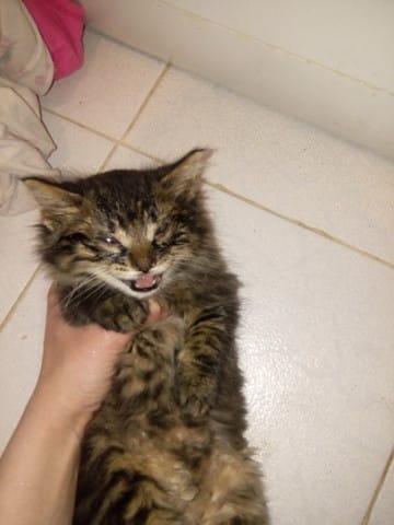 Les yeux de mon chaton