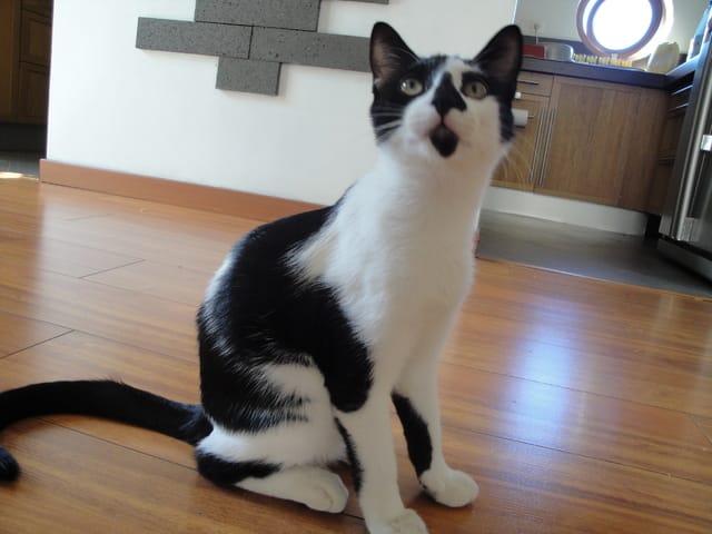 Ma présentation et mon premier témoignage