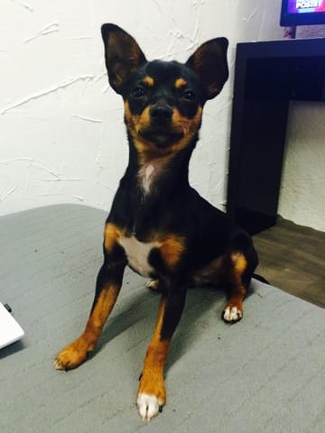Saillie pinscher