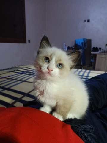 C koi la race svp???