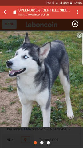 Adoption husky