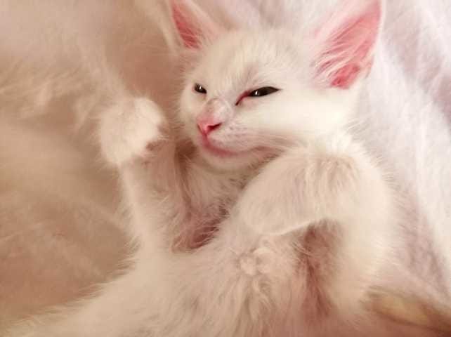 Comment puis-je connaitre l'âge et la race de mon chaton.