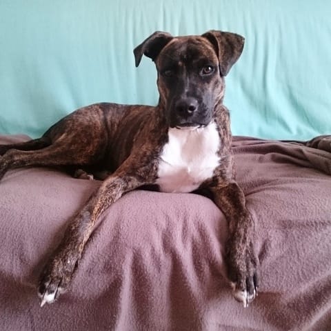 Race de ma chienne ?